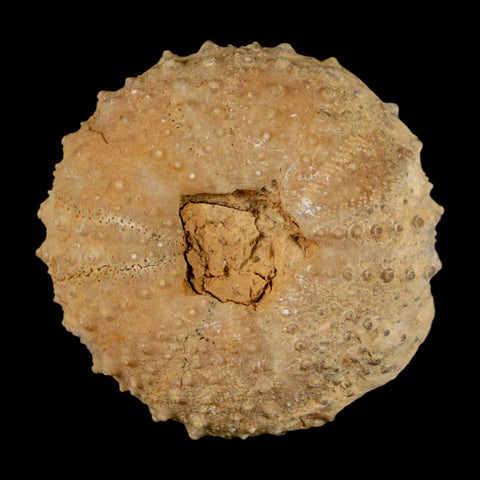 42MM Detailed Fossil Tetragramma Marticense Sea Urchin Echinoid Cretaceous