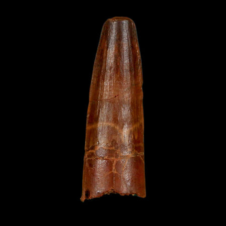1.5" Spinosaurus Fossil Tooth 100 Million Years Old Cretaceous Dinosaur COA Stand