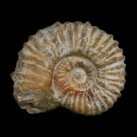 4.8" Acanthoceras Ammonite Fossil Agadir Morocco 360 Million Year Old COA