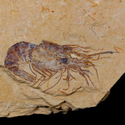 2.3" Fossil Shrimp Carpopenaeus Cretaceous Age 100 Mil Yrs Old Lebanon COA
