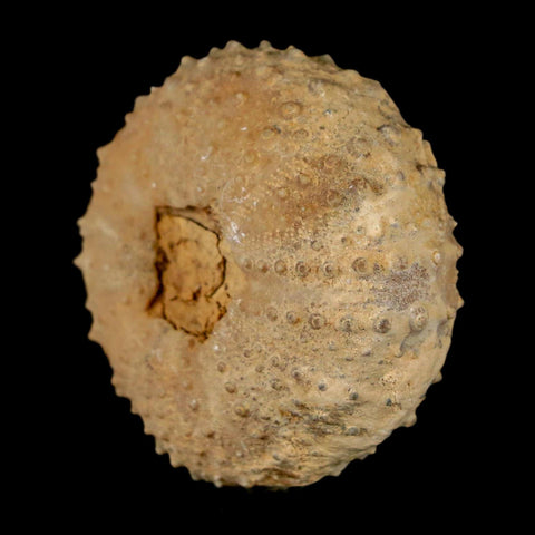 42MM Detailed Fossil Tetragramma Marticense Sea Urchin Echinoid Cretaceous