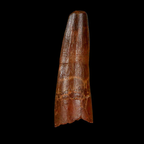 1.5" Spinosaurus Fossil Tooth 100 Million Years Old Cretaceous Dinosaur COA Stand - Fossil Age Minerals