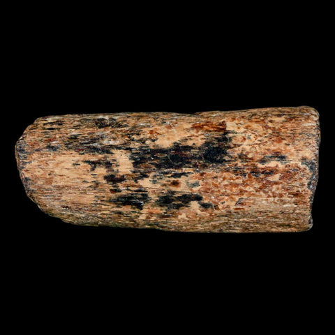 2.3" Mosasaur Fossil Rib Section Cretaceous Dinosaur Era Texas Ozan FM COA - Fossil Age Minerals