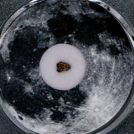 Moon Rock Lunar Meteorite Bechar 003 Algerian Sahara Desert Discovered 2022 COA