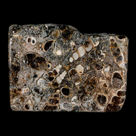 2.2" Polished Cut Slab Of Fossil Turritella Shells Eocene Age Wyoming Gastropod Shells