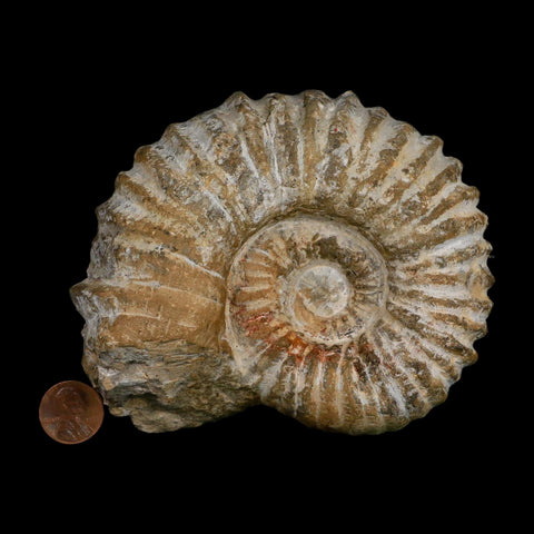 4.8" Acanthoceras Ammonite Fossil Agadir Morocco 360 Million Year Old COA - Fossil Age Minerals
