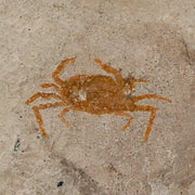 0.6" Fossil Crab Pinnixa Galliheri Pea Crab Monterey Cty San Luis Obispo Miocene Epoch