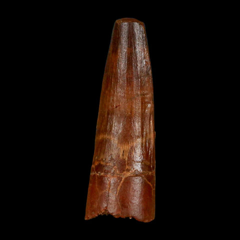 1.5" Spinosaurus Fossil Tooth 100 Million Years Old Cretaceous Dinosaur COA Stand - Fossil Age Minerals