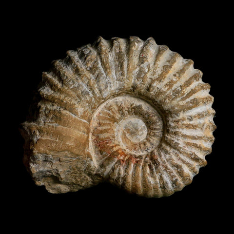 4.8" Acanthoceras Ammonite Fossil Agadir Morocco 360 Million Year Old COA - Fossil Age Minerals