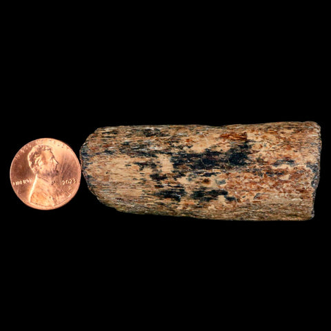 2.3" Mosasaur Fossil Rib Section Cretaceous Dinosaur Era Texas Ozan FM COA - Fossil Age Minerals