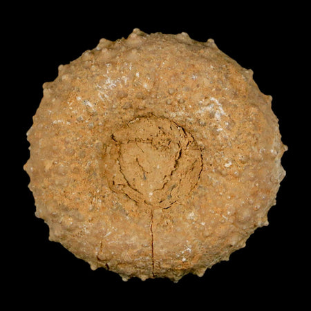 41MM Detailed Fossil Tetragramma Marticense Sea Urchin Echinoid Cretaceous