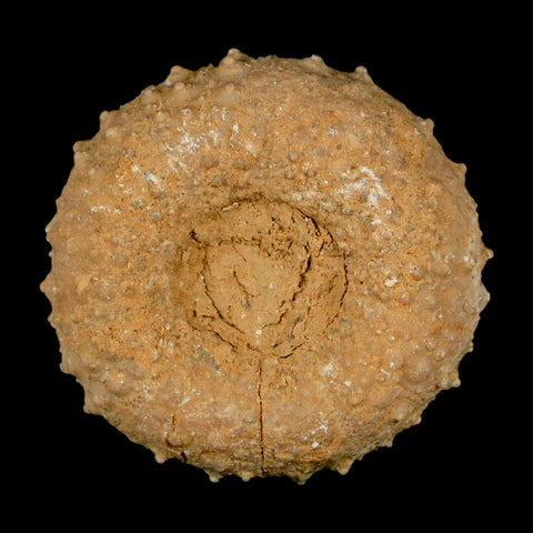 41MM Detailed Fossil Tetragramma Marticense Sea Urchin Echinoid Cretaceous