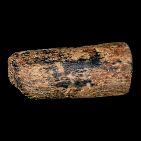 2.3" Mosasaur Fossil Rib Section Cretaceous Dinosaur Era Texas Ozan FM COA - Fossil Age Minerals