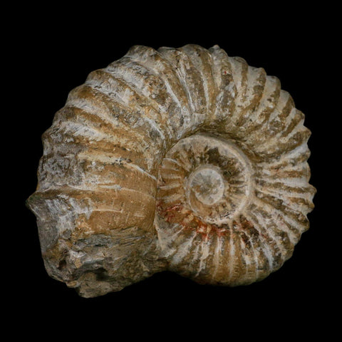 4.8" Acanthoceras Ammonite Fossil Agadir Morocco 360 Million Year Old COA - Fossil Age Minerals