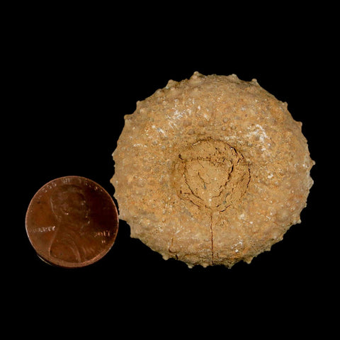 41MM Detailed Fossil Tetragramma Marticense Sea Urchin Echinoid Cretaceous