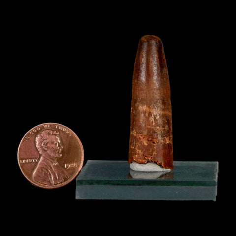 1.5" Spinosaurus Fossil Tooth 100 Million Years Old Cretaceous Dinosaur COA Stand - Fossil Age Minerals