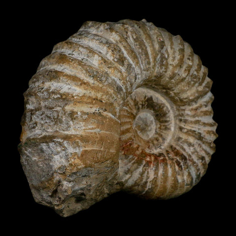 4.8" Acanthoceras Ammonite Fossil Agadir Morocco 360 Million Year Old COA - Fossil Age Minerals