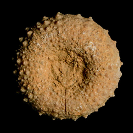 41MM Detailed Fossil Tetragramma Marticense Sea Urchin Echinoid Cretaceous