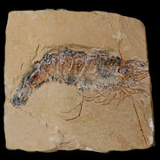 3.1" Fossil Shrimp Carpopenaeus Cretaceous Age 100 Mil Yrs Old Lebanon COA