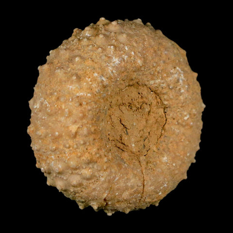41MM Detailed Fossil Tetragramma Marticense Sea Urchin Echinoid Cretaceous