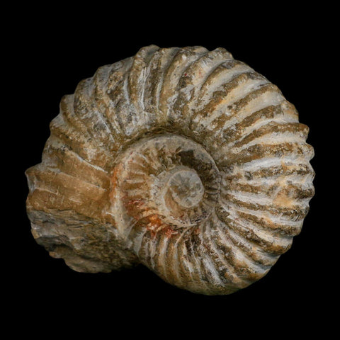 4.8" Acanthoceras Ammonite Fossil Agadir Morocco 360 Million Year Old COA - Fossil Age Minerals
