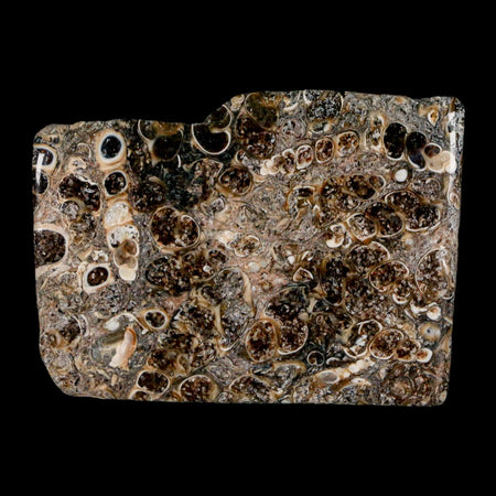 2.2" Polished Cut Slab Of Fossil Turritella Shells Eocene Age Wyoming Gastropod Shells