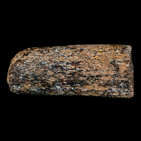 2.3" Mosasaur Fossil Rib Section Cretaceous Dinosaur Era Texas Ozan FM COA - Fossil Age Minerals