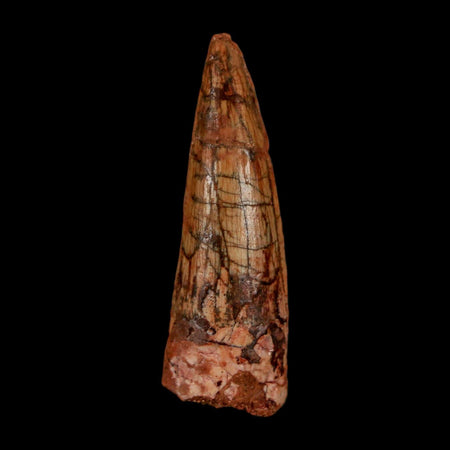 1.8" Spinosaurus Fossil Tooth 100 Million Years Old Cretaceous Dinosaur COA Stand