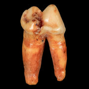 1.2" Extinct Cave Bear Ursus Spelaeus Pre-Molar Tooth Rooted Pleistocene Age COA