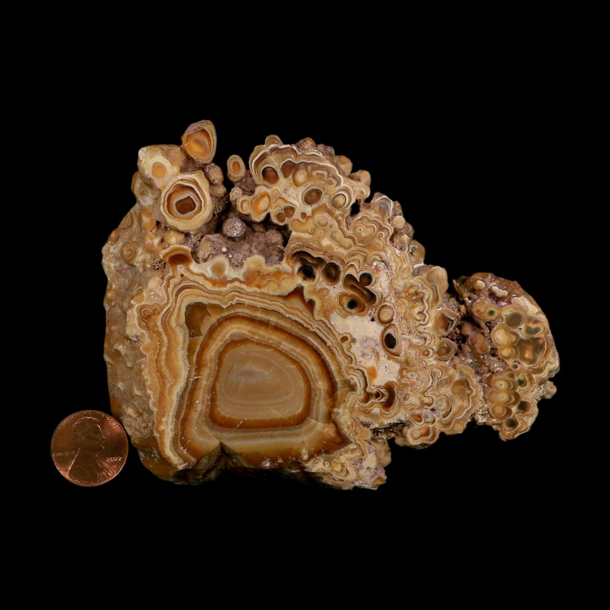 4.4" Aragonite Stalactite Slice Cave Calcite Crystal Mineral Specimen Morocco