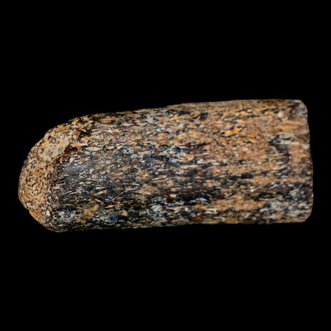 2.3" Mosasaur Fossil Rib Section Cretaceous Dinosaur Era Texas Ozan FM COA - Fossil Age Minerals