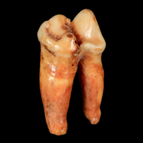 1.2" Extinct Cave Bear Ursus Spelaeus Pre-Molar Tooth Rooted Pleistocene Age COA - Fossil Age Minerals