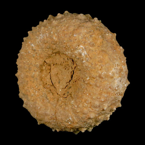 41MM Detailed Fossil Tetragramma Marticense Sea Urchin Echinoid Cretaceous