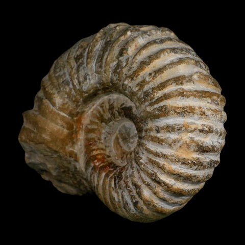 4.8" Acanthoceras Ammonite Fossil Agadir Morocco 360 Million Year Old COA - Fossil Age Minerals