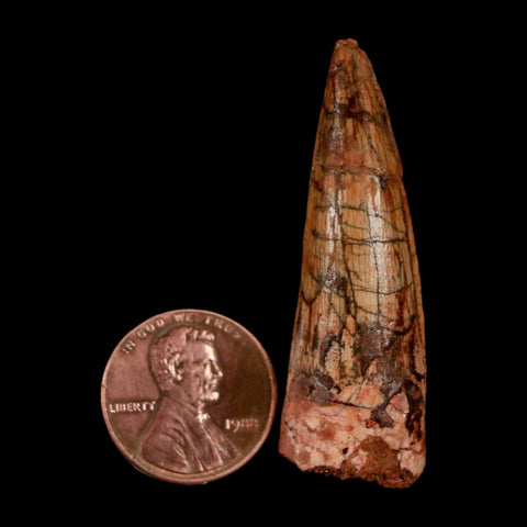 1.8" Spinosaurus Fossil Tooth 100 Million Years Old Cretaceous Dinosaur COA Stand - Fossil Age Minerals