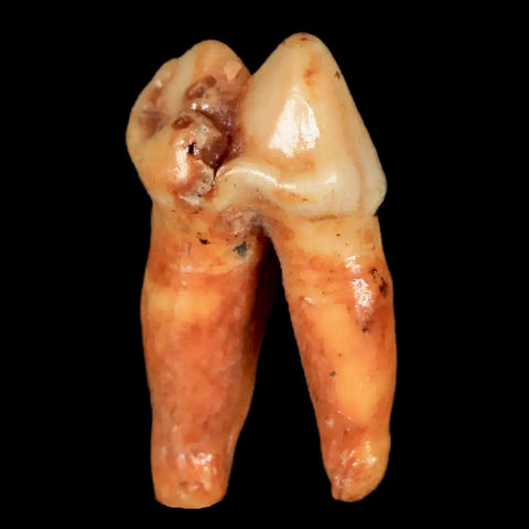 1.2" Extinct Cave Bear Ursus Spelaeus Pre-Molar Tooth Rooted Pleistocene Age COA - Fossil Age Minerals