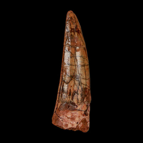 1.8" Spinosaurus Fossil Tooth 100 Million Years Old Cretaceous Dinosaur COA Stand - Fossil Age Minerals