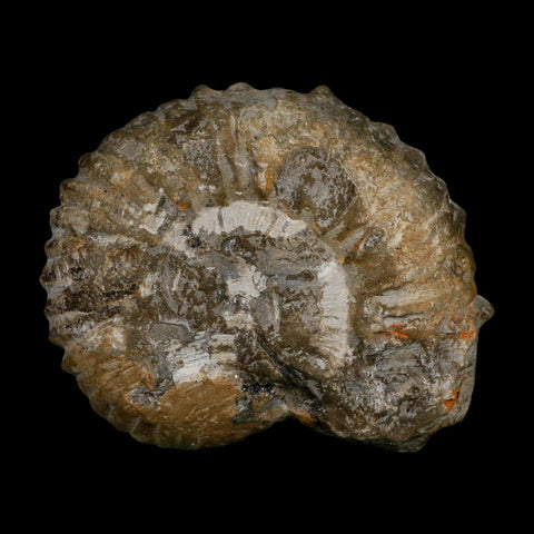 4.8" Acanthoceras Ammonite Fossil Agadir Morocco 360 Million Year Old COA - Fossil Age Minerals
