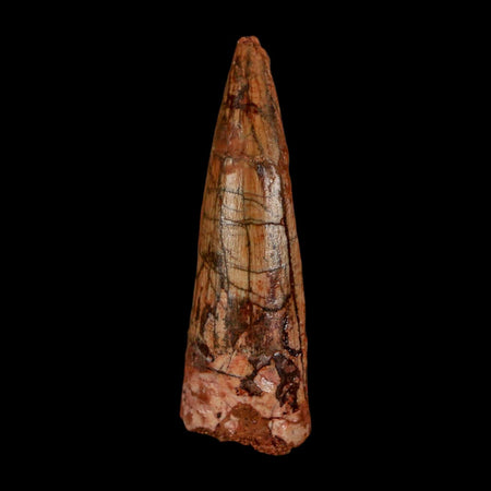 1.8" Spinosaurus Fossil Tooth 100 Million Years Old Cretaceous Dinosaur COA Stand