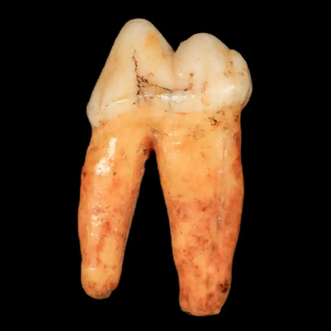 1.2" Extinct Cave Bear Ursus Spelaeus Pre-Molar Tooth Rooted Pleistocene Age COA - Fossil Age Minerals