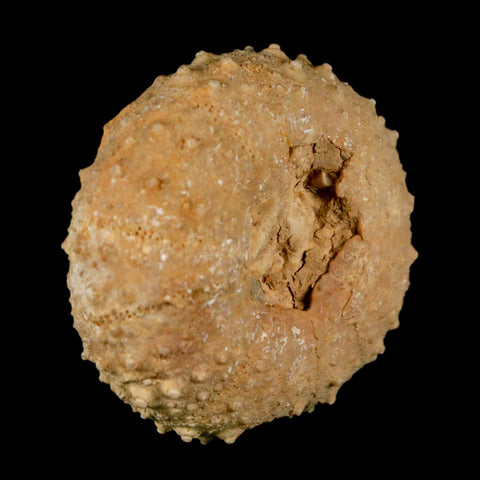 41MM Detailed Fossil Tetragramma Marticense Sea Urchin Echinoid Cretaceous