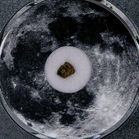 Moon Rock Lunar Meteorite Bechar 003 Algerian Sahara Desert Discovered 2022 COA