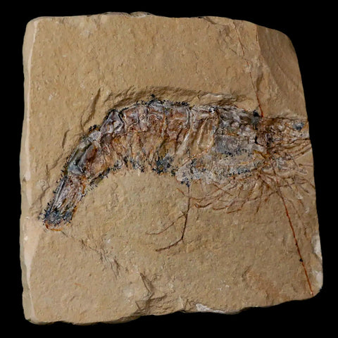 3.1" Fossil Shrimp Carpopenaeus Cretaceous Age 100 Mil Yrs Old Lebanon COA - Fossil Age Minerals
