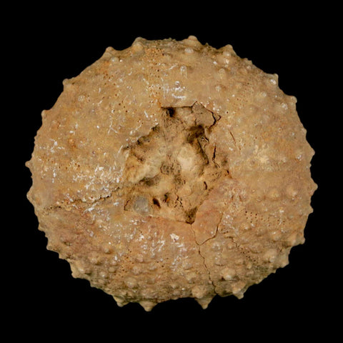 41MM Detailed Fossil Tetragramma Marticense Sea Urchin Echinoid Cretaceous