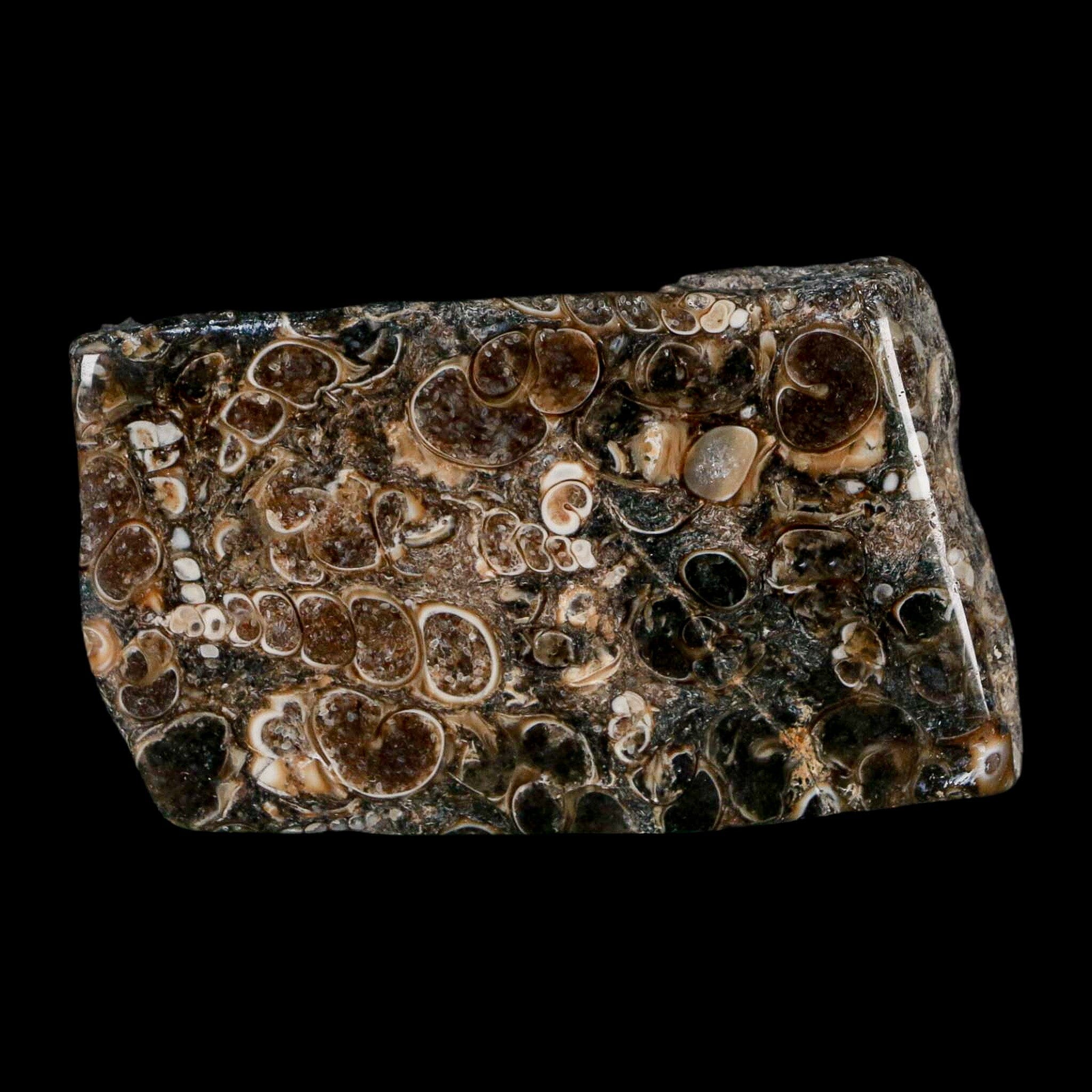 2.4" Polished Cut Slab Of Fossil Turritella Shells Eocene Age Wyoming Gastropod Shells - Fossil Age Minerals