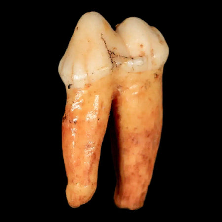 1.2" Extinct Cave Bear Ursus Spelaeus Pre-Molar Tooth Rooted Pleistocene Age COA