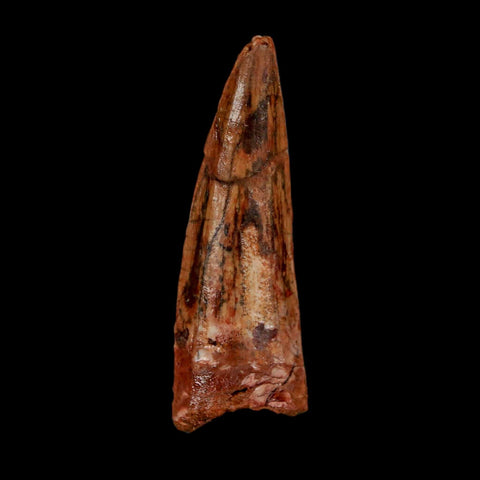 1.8" Spinosaurus Fossil Tooth 100 Million Years Old Cretaceous Dinosaur COA Stand - Fossil Age Minerals