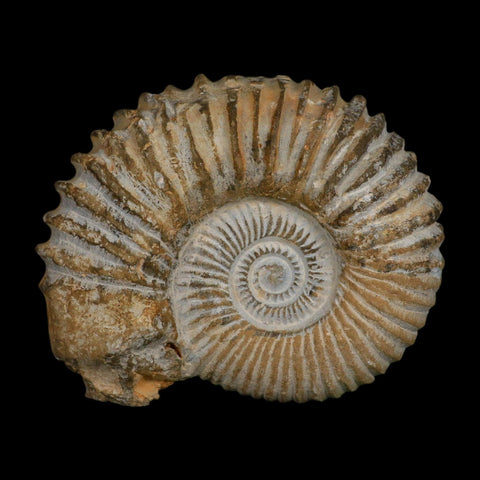 5.3" Acanthoceras Ammonite Fossil Agadir Morocco 360 Million Year Old COA - Fossil Age Minerals