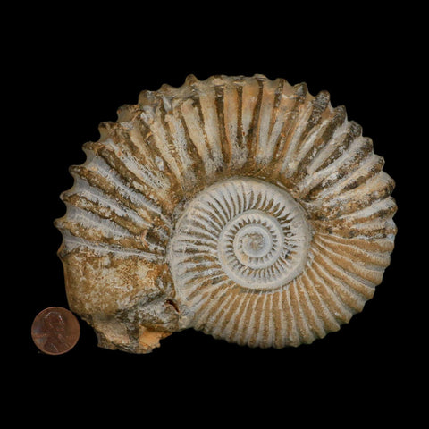 5.3" Acanthoceras Ammonite Fossil Agadir Morocco 360 Million Year Old COA - Fossil Age Minerals