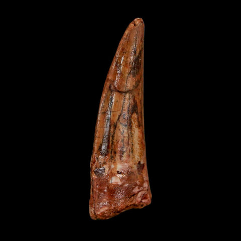 1.8" Spinosaurus Fossil Tooth 100 Million Years Old Cretaceous Dinosaur COA Stand - Fossil Age Minerals